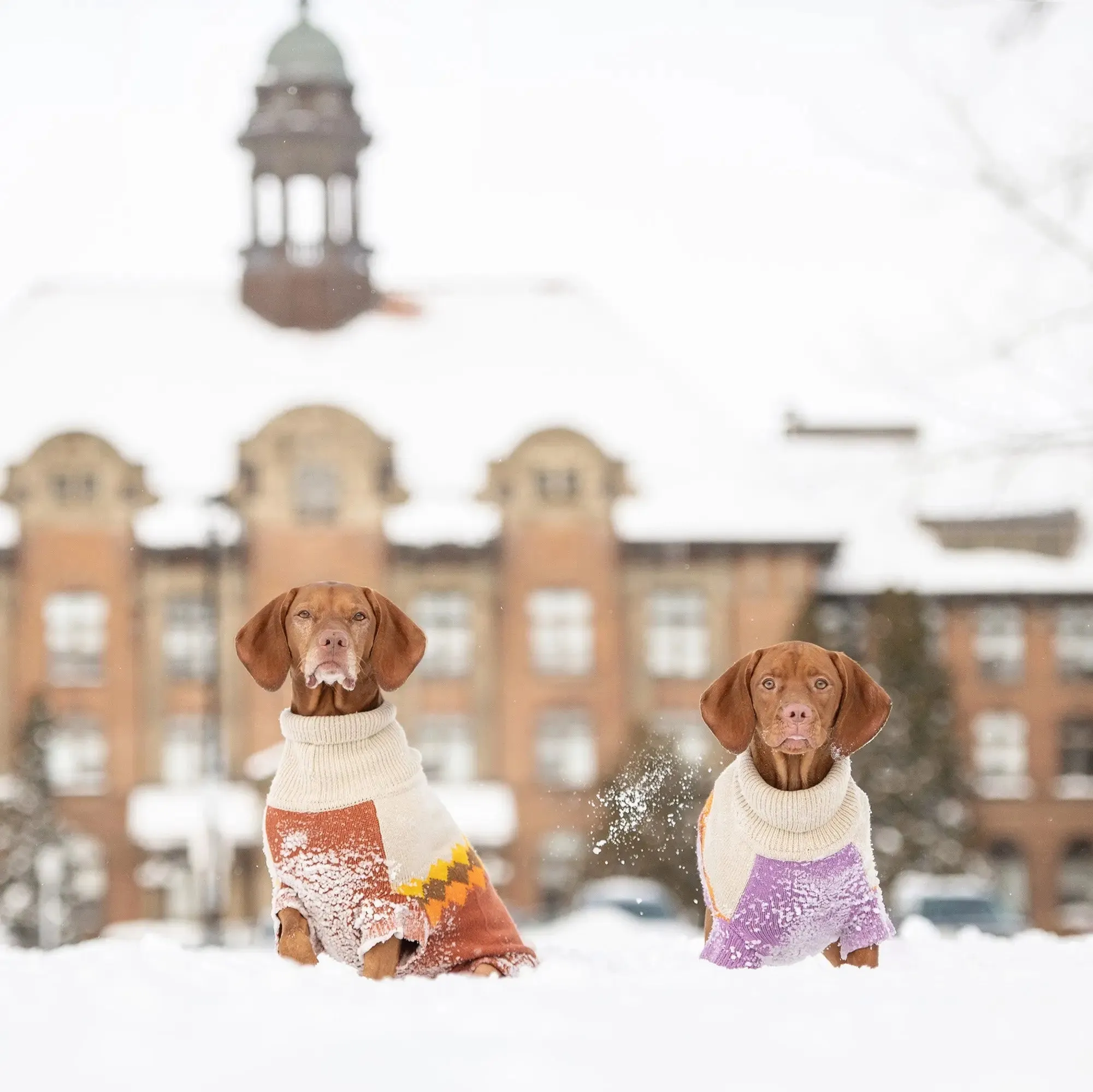 Fireside Dog Sweater | Chili