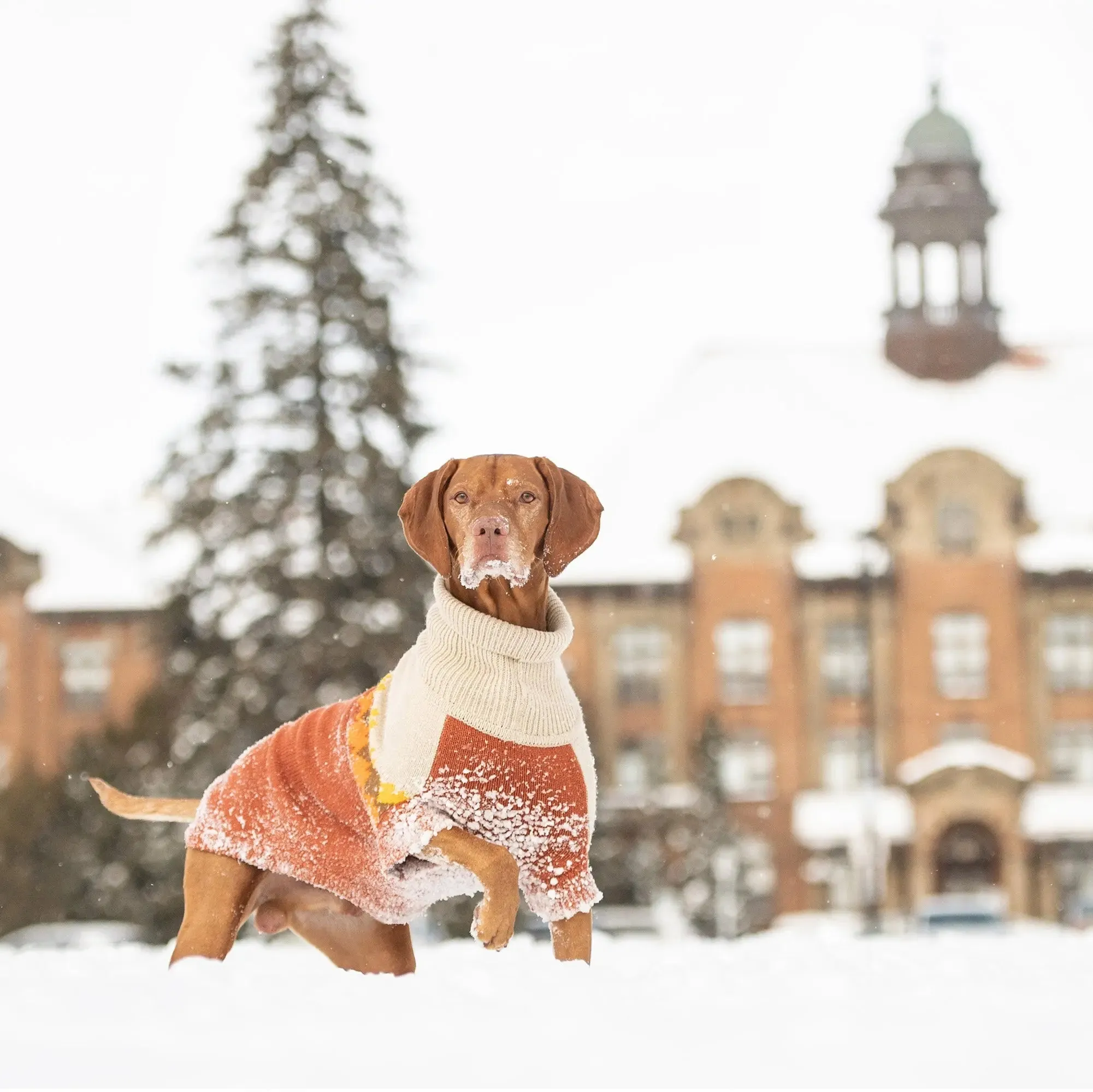 Fireside Dog Sweater | Chili
